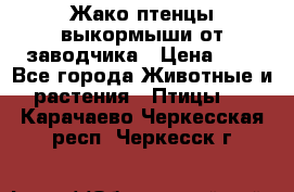 Жако птенцы выкормыши от заводчика › Цена ­ 1 - Все города Животные и растения » Птицы   . Карачаево-Черкесская респ.,Черкесск г.